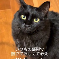 床に座って鳴いている猫