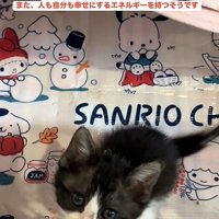 見上げる子猫