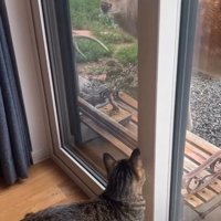 前足で窓を叩く猫