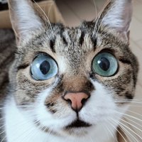 目を見開いた猫の顔