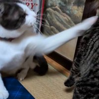 キジトラ猫にパンチをするキジ白猫