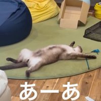 大の字の猫