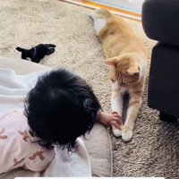 茶白猫の前足に触る赤ちゃん