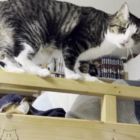 ベッドの枠に乗るおでこちゃん