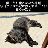 寝ている猫