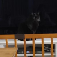 テレビ前の猫