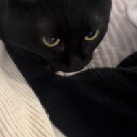 ママの前で喉を鳴らす黒猫