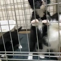 ハチワレちゃんの掴まり立ち