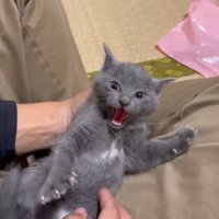 威嚇するグレーちゃん