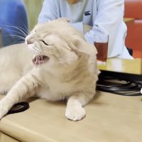 激しい威嚇