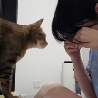 泣き真似をする飼い主さんのもとに駆けつけたキジトラ猫