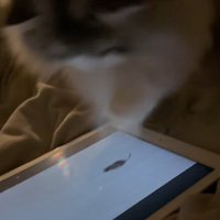 画面に手を繰り出す猫