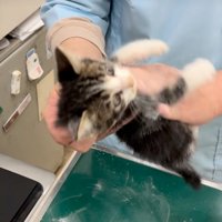 お腹に粉をまぶされる子猫
