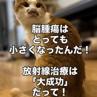 振り向く猫