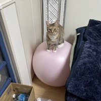 バランスボールに乗っている猫に近づく飼い主
