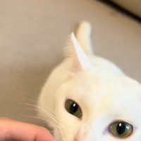 ひげを持っている飼い主とひげをくわえる白猫