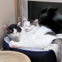 寄り添って寝る2匹の猫