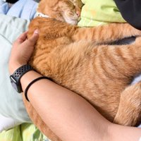 膝の上で撫でられる猫