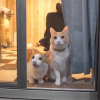 チップくんとロビンくん