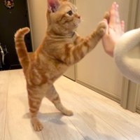 飼い主の手にタッチする猫