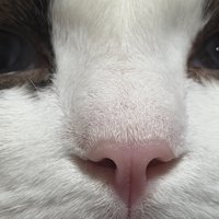 ラグドールの鼻の部分