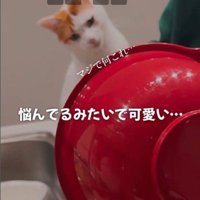 ケーキ作りを座って見ている猫