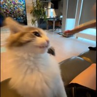 ちゅーるを食べている子猫