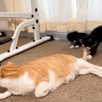 上半身だけあげて横になる猫と猫の尻尾にじゃれる子猫と見守る子猫