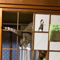 障子に開いた穴を見つめる猫