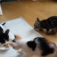 ご飯を食べている子猫