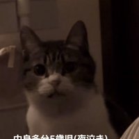 ママを見つめるキジ白猫