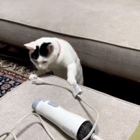 ドライヤーのコンセントの様子を伺う三毛猫