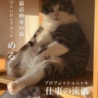 カメラ目線の猫