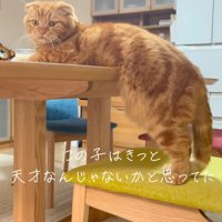 振り向く猫