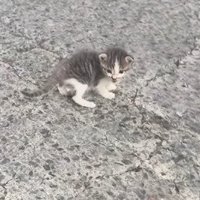 道路にいる子猫2