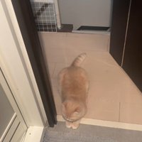 寝そべる猫