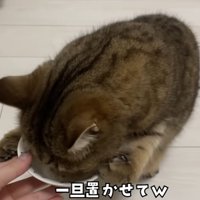 お皿のスープを飲む猫