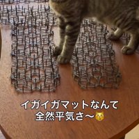 猫よけマットの上に立つ猫