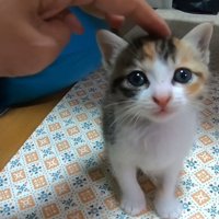 カメラ目線の子猫