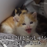 シャーする猫の写真