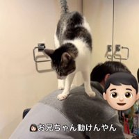 男の子の背中から降りる猫