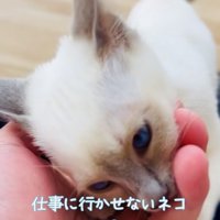 飼い主さんの指を吸う子猫