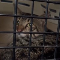 キャリーで横になる猫