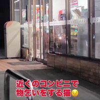 コンビニの前に座り込む猫