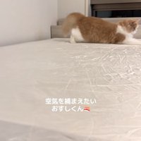 画面右端に向かって両前足を伸ばしている猫