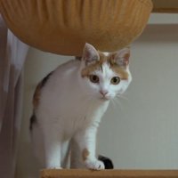 カメラ目線の猫