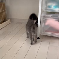 攻撃する子猫