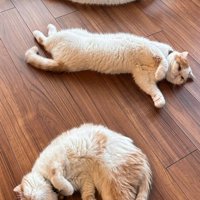 床で溶ける猫たち