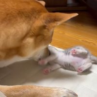 転がる子猫とお世話をする犬