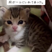 見上げる子猫